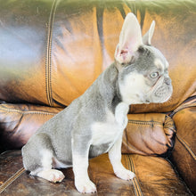 Load image into Gallery viewer, Champagne - Mini French Bulldog
