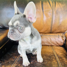 Load image into Gallery viewer, Champagne - Mini French Bulldog

