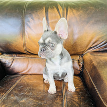 Load image into Gallery viewer, Champagne - Mini French Bulldog
