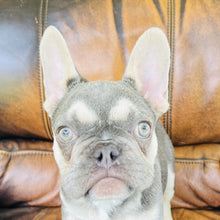 Load image into Gallery viewer, Champagne - Mini French Bulldog
