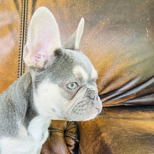 Load image into Gallery viewer, Champagne - Mini French Bulldog
