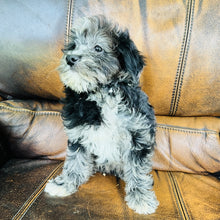 Load image into Gallery viewer, Cindy - Mini Aussiedoodle
