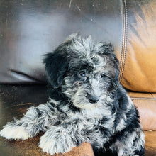 Load image into Gallery viewer, Cindy - Mini Aussiedoodle
