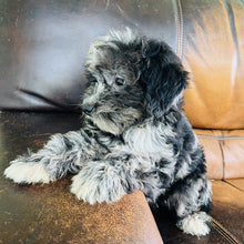 Load image into Gallery viewer, Cindy - Mini Aussiedoodle
