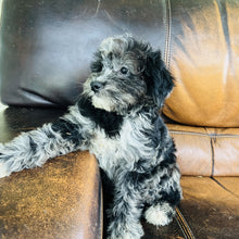 Load image into Gallery viewer, Cindy - Mini Aussiedoodle
