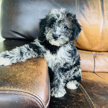 Load image into Gallery viewer, Cindy - Mini Aussiedoodle
