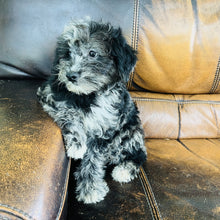 Load image into Gallery viewer, Cindy - Mini Aussiedoodle
