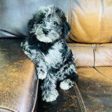 Load image into Gallery viewer, Cindy - Mini Aussiedoodle
