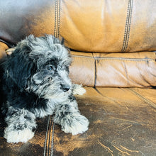 Load image into Gallery viewer, Cindy - Mini Aussiedoodle
