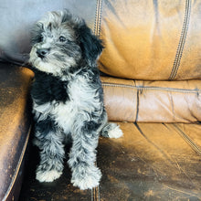 Load image into Gallery viewer, Cindy - Mini Aussiedoodle
