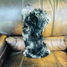 Load image into Gallery viewer, Cindy - Mini Aussiedoodle
