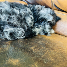 Load image into Gallery viewer, Cindy - Mini Aussiedoodle
