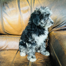 Load image into Gallery viewer, Cindy - Mini Aussiedoodle
