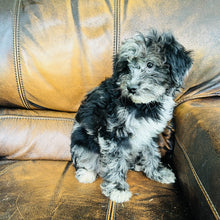 Load image into Gallery viewer, Cindy - Mini Aussiedoodle
