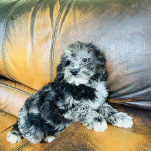 Load image into Gallery viewer, Cindy - Mini Aussiedoodle
