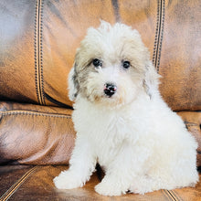 Load image into Gallery viewer, Jewel - Mini Aussiedoodle
