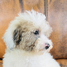 Load image into Gallery viewer, Jewel - Mini Aussiedoodle
