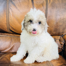Load image into Gallery viewer, Jewel - Mini Aussiedoodle
