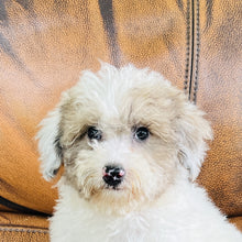 Load image into Gallery viewer, Jewel - Mini Aussiedoodle
