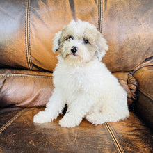 Load image into Gallery viewer, Jewel - Mini Aussiedoodle
