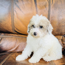 Load image into Gallery viewer, Jewel - Mini Aussiedoodle
