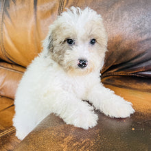 Load image into Gallery viewer, Jewel - Mini Aussiedoodle
