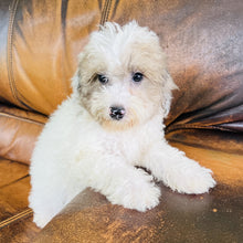 Load image into Gallery viewer, Jewel - Mini Aussiedoodle
