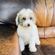Load image into Gallery viewer, Jewel - Mini Aussiedoodle
