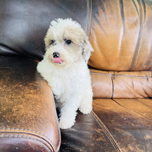 Load image into Gallery viewer, Jewel - Mini Aussiedoodle

