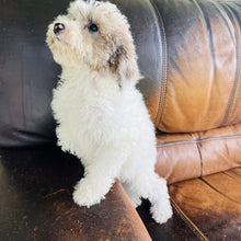 Load image into Gallery viewer, Jewel - Mini Aussiedoodle
