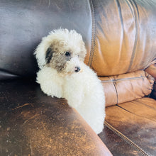 Load image into Gallery viewer, Jewel - Mini Aussiedoodle
