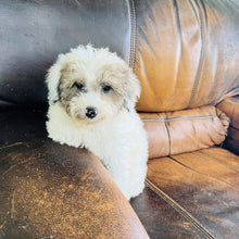 Load image into Gallery viewer, Jewel - Mini Aussiedoodle
