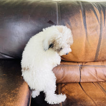 Load image into Gallery viewer, Jewel - Mini Aussiedoodle
