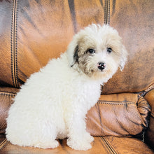 Load image into Gallery viewer, Jewel - Mini Aussiedoodle
