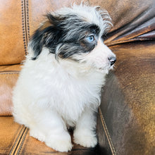 Load image into Gallery viewer, Tammy - Mini Aussiedoodle
