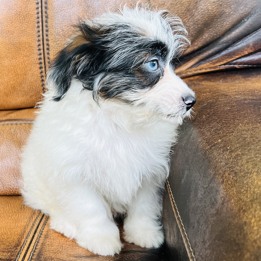 Tammy - Mini Aussiedoodle