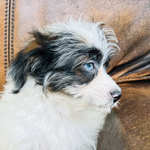 Load image into Gallery viewer, Tammy - Mini Aussiedoodle
