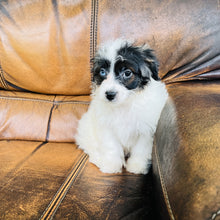 Load image into Gallery viewer, Tammy - Mini Aussiedoodle
