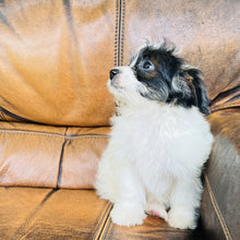 Load image into Gallery viewer, Tammy - Mini Aussiedoodle
