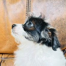 Load image into Gallery viewer, Tammy - Mini Aussiedoodle
