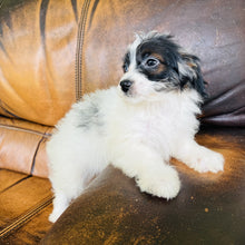 Load image into Gallery viewer, Tammy - Mini Aussiedoodle
