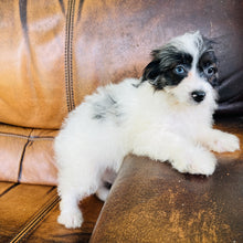 Load image into Gallery viewer, Tammy - Mini Aussiedoodle
