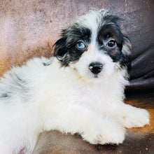 Load image into Gallery viewer, Tammy - Mini Aussiedoodle
