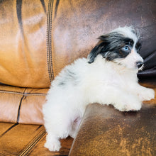 Load image into Gallery viewer, Tammy - Mini Aussiedoodle
