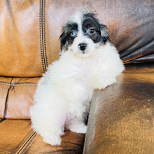Load image into Gallery viewer, Tammy - Mini Aussiedoodle
