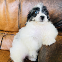 Load image into Gallery viewer, Tammy - Mini Aussiedoodle
