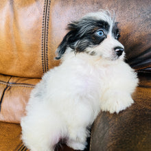 Load image into Gallery viewer, Tammy - Mini Aussiedoodle
