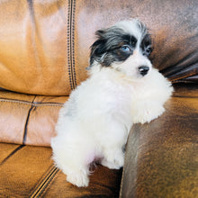 Load image into Gallery viewer, Tammy - Mini Aussiedoodle
