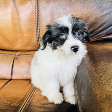 Load image into Gallery viewer, Tammy - Mini Aussiedoodle
