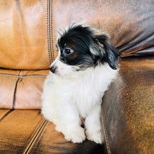 Load image into Gallery viewer, Tammy - Mini Aussiedoodle
